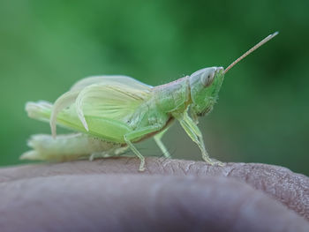 Close-up of insect on leaf