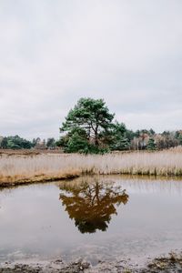 Reflection of trees in lake against sky