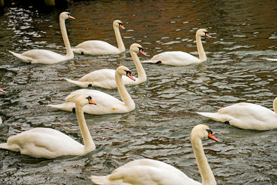 High angle view of swans in lake