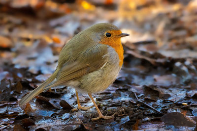 Close-up of bird perching on a land