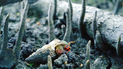 Close-up of shells crawling on the ground at the mangrove forest.