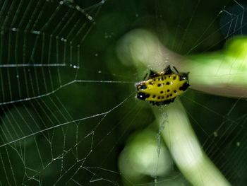 Close-up of spider