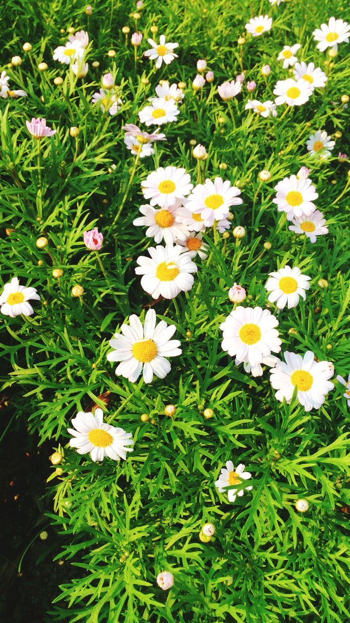 flower, freshness, fragility, petal, growth, daisy, beauty in nature, white color, flower head, high angle view, field, blooming, nature, plant, yellow, green color, grass, in bloom, leaf, blossom