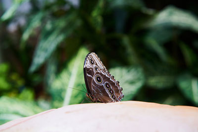 Close-up of butterfly perching on leaf