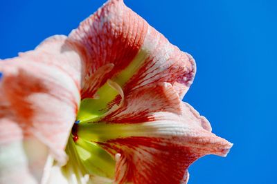 Close-up of red flower against blue sky