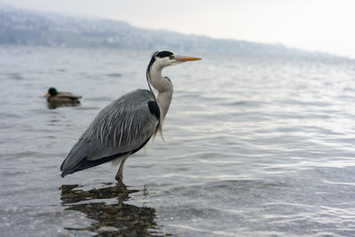 Bird perching on a lake