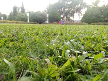 Close-up of fresh green grass in field