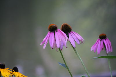 Close-up of purple flower