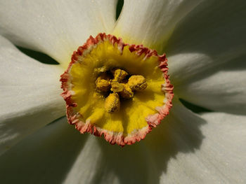 Close-up of yellow flower