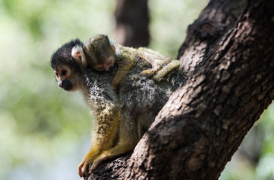 Squirrel monkey - saimiri, cub on mother's back