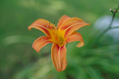 Close-up of orange lily blooming outdoors