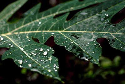 Close-up of wet leaves during rainy season