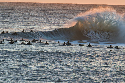 View of birds on beach