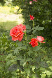 Close-up of red rose blooming outdoors