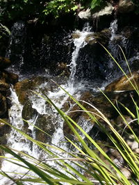 Plants growing in water