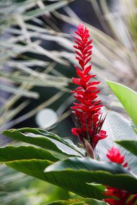 Close-up of red flower