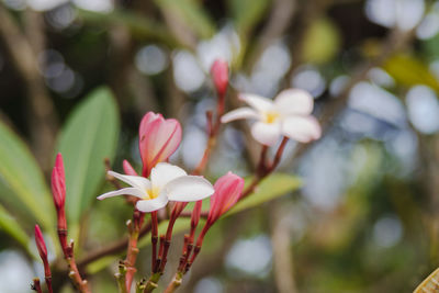 Close-up of white flowering plant