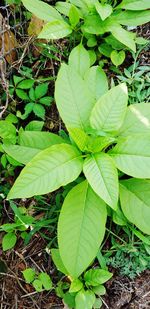 High angle view of leaves on field