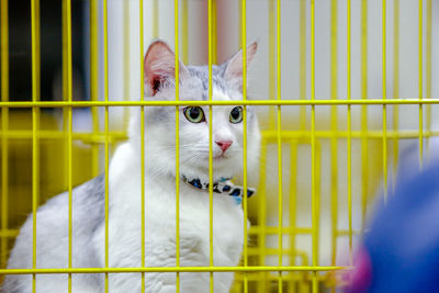 Portrait of cat in cage