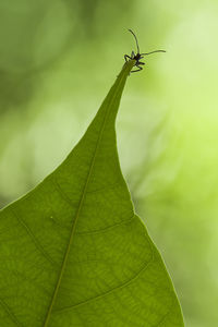 Close-up of insect on leaf