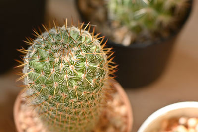 Close-up of succulent plant