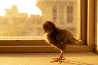 View of a bird on window sill