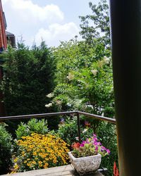 Low angle view of plants against sky