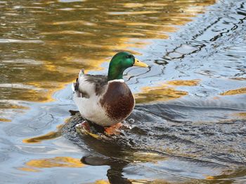 Duck swimming in lake