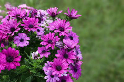 Purple flowers osteospermum on a blurred green background with copy space. purple daisy. 