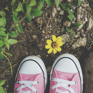 Low section of woman wearing pink shoes standing by yellow flower