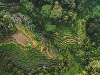 High angle view of agricultural field