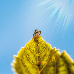 Close-up of insect on leaf against blue sky