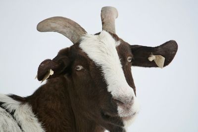 Close-up of cow against clear sky