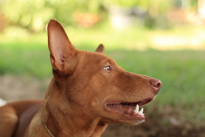 Close-up of a dog looking away