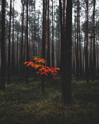 Trees growing in forest