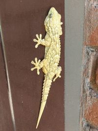 Close-up of lizard