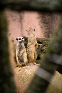 Meerkats on rock at zoo