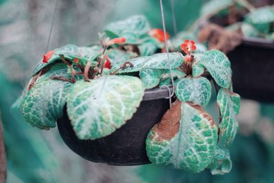 Close-up of crab hanging on leaf