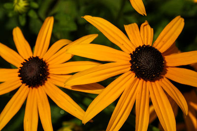 Close-up of sunflower blooming outdoors