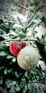 Close-up of snow on tree