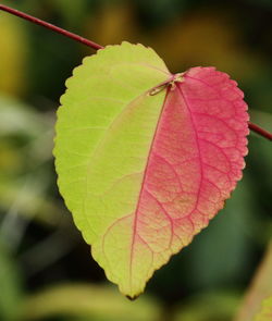 Close-up of green leaf on plant