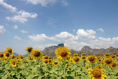 Scenic view of sunflower field against sky