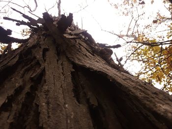 Low angle view of tree trunk against sky