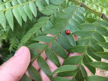 Cropped hand holding ladybug on plants