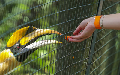 Close-up of hand touching bird in cage