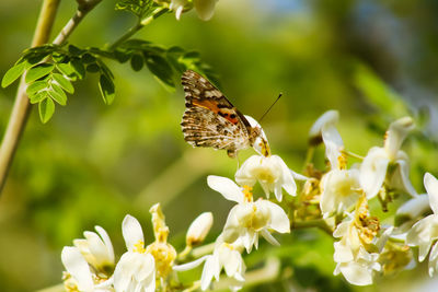 Close-up of butterfly pollinating on flower