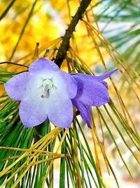 Close-up of purple flowers blooming