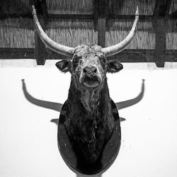 Low angle view hunting trophy mounted on wall