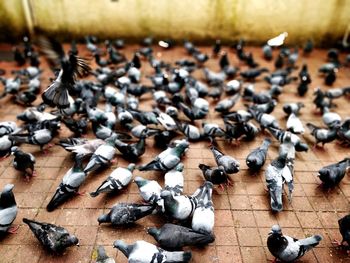 High angle view of pigeons feeding