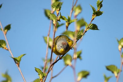 Low angle view of bird on branch against clear blue sky